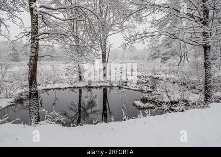 Ein kleiner Kuhteich und ein großer Sumpf, der von mehreren Bibern bewohnt wird - Phillipston, Massachusetts Stockfoto