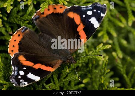 Roter Admiral Schmetterling Vanessa Atlanta Stockfoto