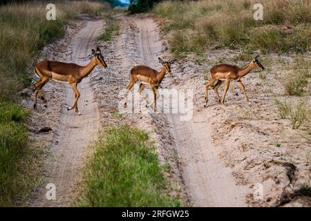 Phinda Game Reserve, Südafrika - 2. Mai 2023. Ein Tele-Bild von Hirschen, die eine unbefestigte Straße im Phinda Game Reserve überqueren. Stockfoto