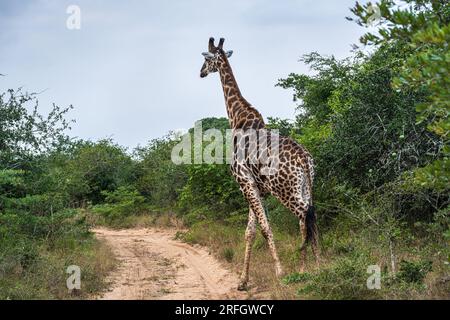 Phinda Game Reserve, Südafrika – 2. Mai 2023. Eine Giraffe wandert im Phinda Game Reserve entlang einer Drecksstraße Stockfoto