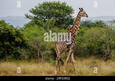 Phinda Game Reserve, Südafrika – 2. Mai 2023. Eine Giraffe spaziert durch die Wälder des Phinda Wildreservats Stockfoto