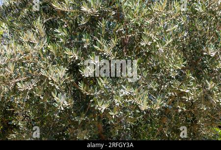 Hintergrund der Olivenbaumblätter. Nahaufnahme des Olivenbaums. Stockfoto