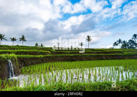 Reisfelder in Indonesien. Landwirtschaftliche Reisfelder auf der Insel Ost-Java, Indonesien. Bild des Konzepts der Ernährungssicherheit Stockfoto