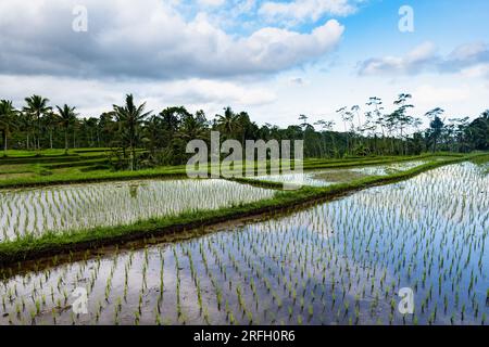 Reisfelder in Indonesien. Landwirtschaftliche Reisfelder auf der Insel Ost-Java, Indonesien. Bild des Konzepts der Ernährungssicherheit Stockfoto