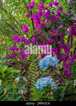 Morgenbild von blauen Hortensien mit violetten Bougainvillea-Blumen im Hintergrund, in einem Garten in den östlichen Andenbergen. Stockfoto