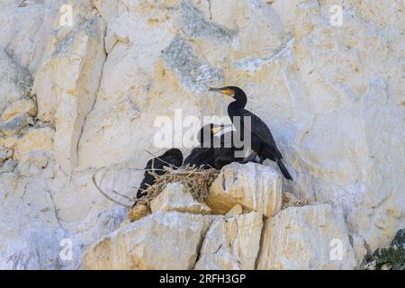 Eine Gruppe großer Kormorane ruht in ihren Nestern auf einer Klippe in der Nähe des Meeres in Nordfrankreich Stockfoto