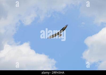 Bussard fliegt hoch am Himmel Stockfoto