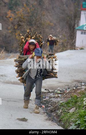 Indien, Himalaya - 16. März 2018: Untermaßige Sherpas tragen große Bündel Feuerholz auf dem Rücken entlang einer Bergstraße. Das tägliche Leben der Indianer. Fil Stockfoto