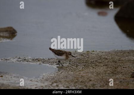 Halbalmatierter Sandpiper, Calidris pusilla, waten entlang der arktischen Küste, nahe Arviat, Nunavut, Kanada Stockfoto