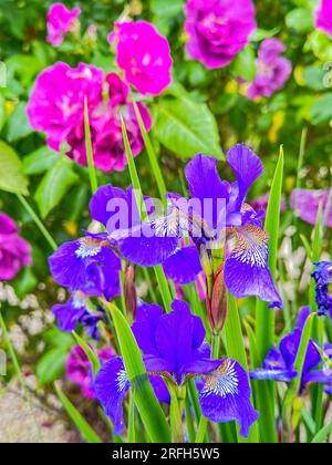 Blaue Iris in einem Garten Stockfoto