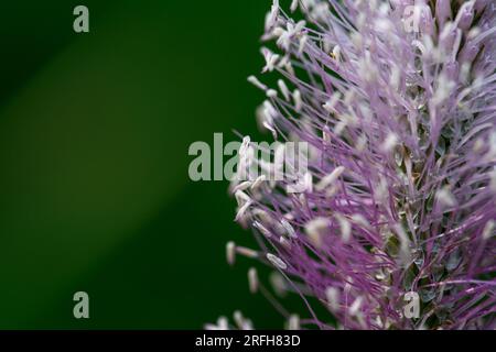 Plantago Media, auch bekannt als Heiliplantain, ist eine Art Blütenpflanze in der Plantaginaceae-Familie. Stockfoto