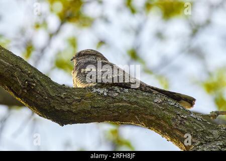 Das europäische Nachtglas (Caprimulgus europaeus), der Ziegenlutscher, ist ein krepuskulärer und nachtaktiver Vogel in einem natürlichen Lebensraum Stockfoto