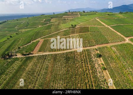 Blick aus der Vogelperspektive auf die von Mittelwihr im Sommer erbauten Weinberge - Gemeinde im Departement Haut-Rhin, Grand Est im Nordosten Frankreichs Stockfoto