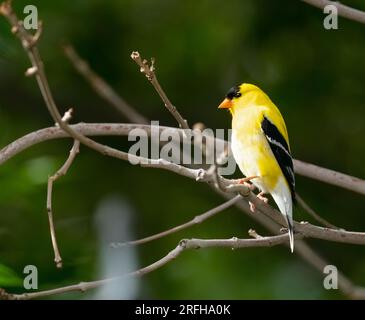 Ein einziger amerikanischer Goldfink, hoch oben in einem Baum Stockfoto