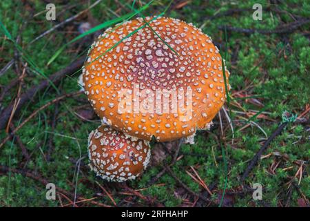 Pfirsichfarbenes Fliegenagar (Amanita persicina) oder amerikanisches Gelbfliegenagar (Amanita muscaria var. Guessowii) im grünen Gras. Stockfoto