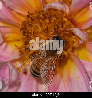 Insect wonderland: common bee exploring pink dahlia's charm Stockfoto