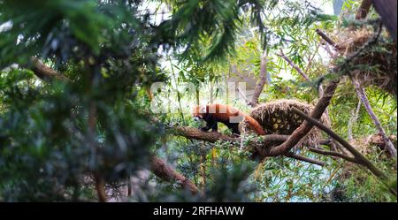 Ein roter Panda, der an einem Ast im Wald entlang läuft Stockfoto