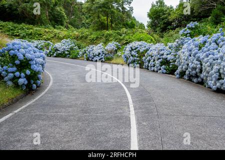 Blaue Hortensien blühen entlang der Straße in Sete Cidades auf der Insel Sao Miguel auf den Azoren Stockfoto