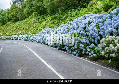 Straße mit blauer Hortensien blüht in Sete Cidades auf der Insel Sao Miguel auf den Azoren Stockfoto