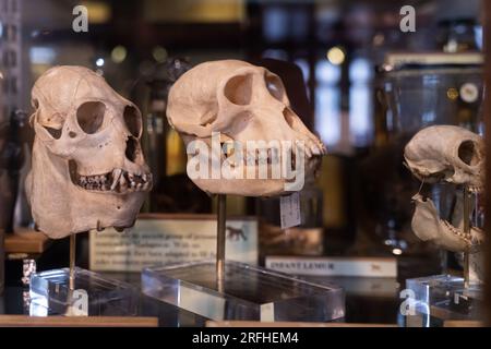 Grant Museum of Zoology - Skelette und erhaltene Überreste großer und kleiner Tiere in Vitrinen im viktorianischen Stil Stockfoto