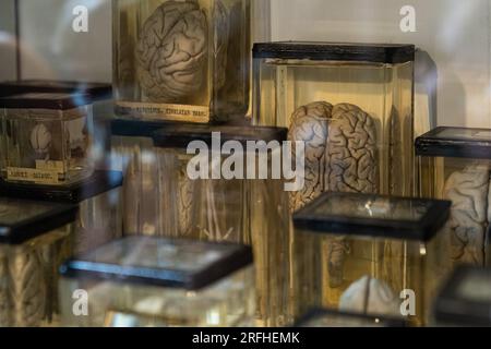 Grant Museum of Zoology - Skelette und erhaltene Überreste großer und kleiner Tiere in Vitrinen im viktorianischen Stil Stockfoto