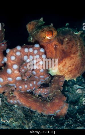 Starry Night Octopus, Callistoctopus luteus, Nachttauchen, TK1 Tauchplatz, Lembritstraße, Sulawesi, Indonesien Stockfoto