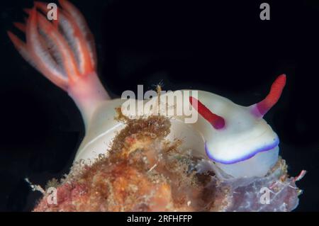 Bullock's Hypselodoris Nudibranch, Hypseldoris bullocki, Tauchplatz Batu Merah, LembritStraits, Sulawesi, Indonesien Stockfoto