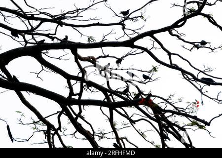 Das Zusammentreffen einer großen Anzahl von Krähen, die nachts miteinander schlafen, wird als „Roost“ bezeichnet. Krähen werden in der Regel in Bäumen gehauen, die stabil genug sind, um sie zu halten Stockfoto