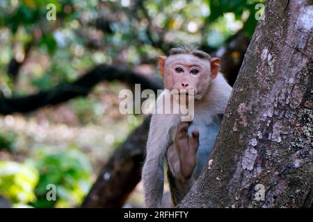 Der Makakenaffen (Macaca radiata), auch als zati bekannt, ist eine Art von Makakenaffen, die in Südindien endemisch ist. In Nahaufnahme Stockfoto