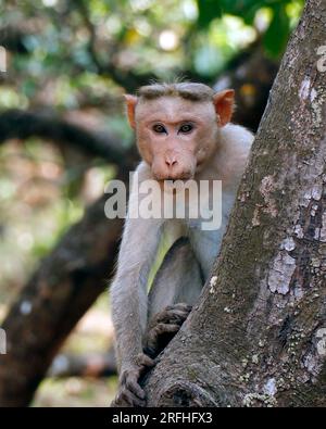 Der Makakenaffen (Macaca radiata), auch als zati bekannt, ist eine Art von Makakenaffen, die in Südindien endemisch ist. Stockfoto