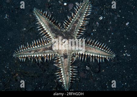 Nachtseife Sand Sifting Sea Star, Astropecten polyacanthus, auf Sand, Nachttauchen, TK1 Tauchplatz, Lempriv Straits, Sulawesi, Indonesien Stockfoto