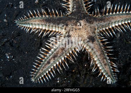 Nachtseife Sand Sifting Sea Star, Astropecten polyacanthus, auf Sand, Nachttauchen, TK1 Tauchplatz, Lempriv Straits, Sulawesi, Indonesien Stockfoto