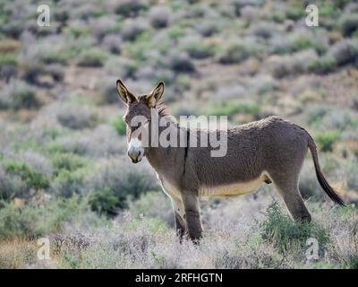 Ein wilder Burro in der Nähe des Mosaic Canyon Trail im Death Valley National Park, Kalifornien, USA. Stockfoto