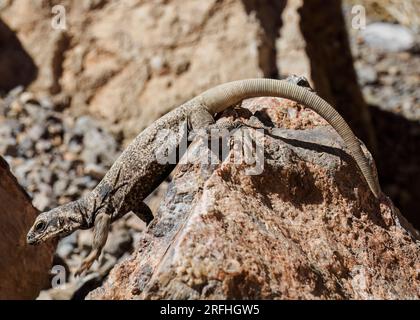 Gemeiner Chuckwalla, Sauromalus ater, Leadfield im Titus Canyon im Death Valley National Park, Kalifornien, USA. Stockfoto