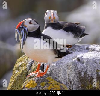 Papageientaucher füttern Isle of May Stockfoto