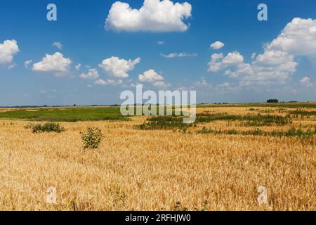 Ein landwirtschaftlicher Anbau von Getreideweizen unter schlechten Bedingungen und in schlechter landwirtschaftlicher Qualität Stockfoto