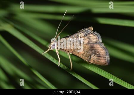 Gefleckte Beet Webworm Motte (Hymenia perspectalis) auf Piniennadeln bei Nacht in Houston, Texas. Lepidoptera-Ordnung von Insektenarten, die weltweit vorkommt. Stockfoto