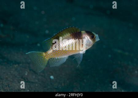 Gähnende Schwarzbänke-Damselfische, Amblypomacentrus breviceps, Joleha-Tauchplatz, Lembritstraße, Sulawesi, Indonesien Stockfoto