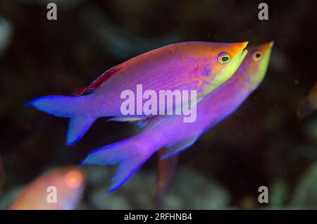 Zwei männliche Purple Anthias, Pseudanthias tuka, Coconut Point Tauchplatz, Reta Island, nahe Alor, Indonesien Stockfoto