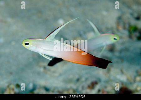 Fire Dartfish, Nemateleotris Magna, mit erweiterter Rückenflosse, Tanjung Tutudiruru Tauchplatz, Wetar Island, nahe Alor, Indonesien Stockfoto