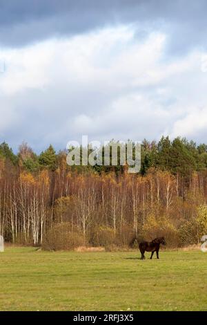 Gelb-orangefarbenes Laub auf Birken im Herbst, Birken im Herbst während des Laubfalles, ein schwarzes Pferd grast auf dem Feld Stockfoto