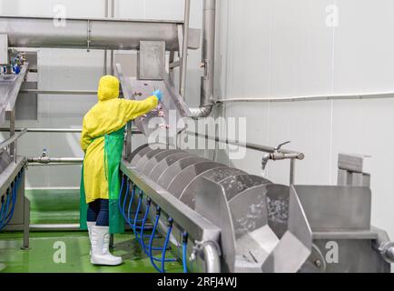 Arbeiter Rechen Innereien auf Mini-Kühlgerät zur Abkühlung und Reinigung im Schlachthof. Stockfoto