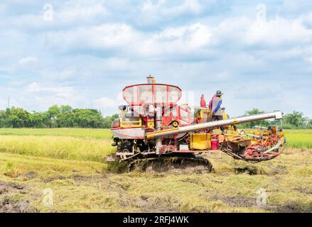 Mähdrescher erntet Reis auf dem Feld. Modernes Landwirtschaftskonzept. Stockfoto