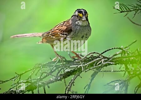 Ein Weißkehlchen „Zonotrichia albicollis“, hoch oben auf einem Ast in seinem Waldlebensraum im ländlichen Alberta, Kanada. Stockfoto