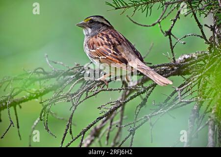 Ein Weißkehlchen „Zonotrichia albicollis“, hoch oben auf einem Ast in seinem Waldlebensraum im ländlichen Alberta, Kanada. Stockfoto