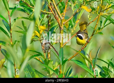 Ein gewöhnlicher Gelbhalsbrecher, männlicher „Geothlypis trichas“, jagt Insekten, um seine Küken in seinem Waldlebensraum zu füttern Stockfoto