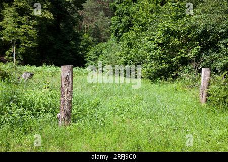 Teil des alten Holzzauns mit Stacheldraht, Holzstangen, auf denen der Stacheldraht gedehnt ist Stockfoto