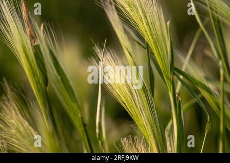 Nebraska-Unkraut schließt Federgras im Wind. Hochwertiges Foto Stockfoto