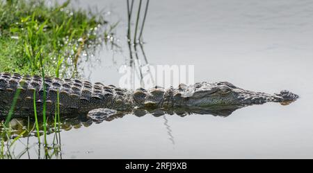 Ein Räuberkrokodil taucht in das flache Wasser der Lagune ein, ein Foto eines Krokodils aus nächster Nähe im Bundala-Nationalpark, Sri Lanka. Stockfoto