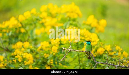 Asiatischer grüner Bienenfresser Vogelbarsch, wunderschöne gelbe Wildblumenblüten im Hintergrund. Stockfoto